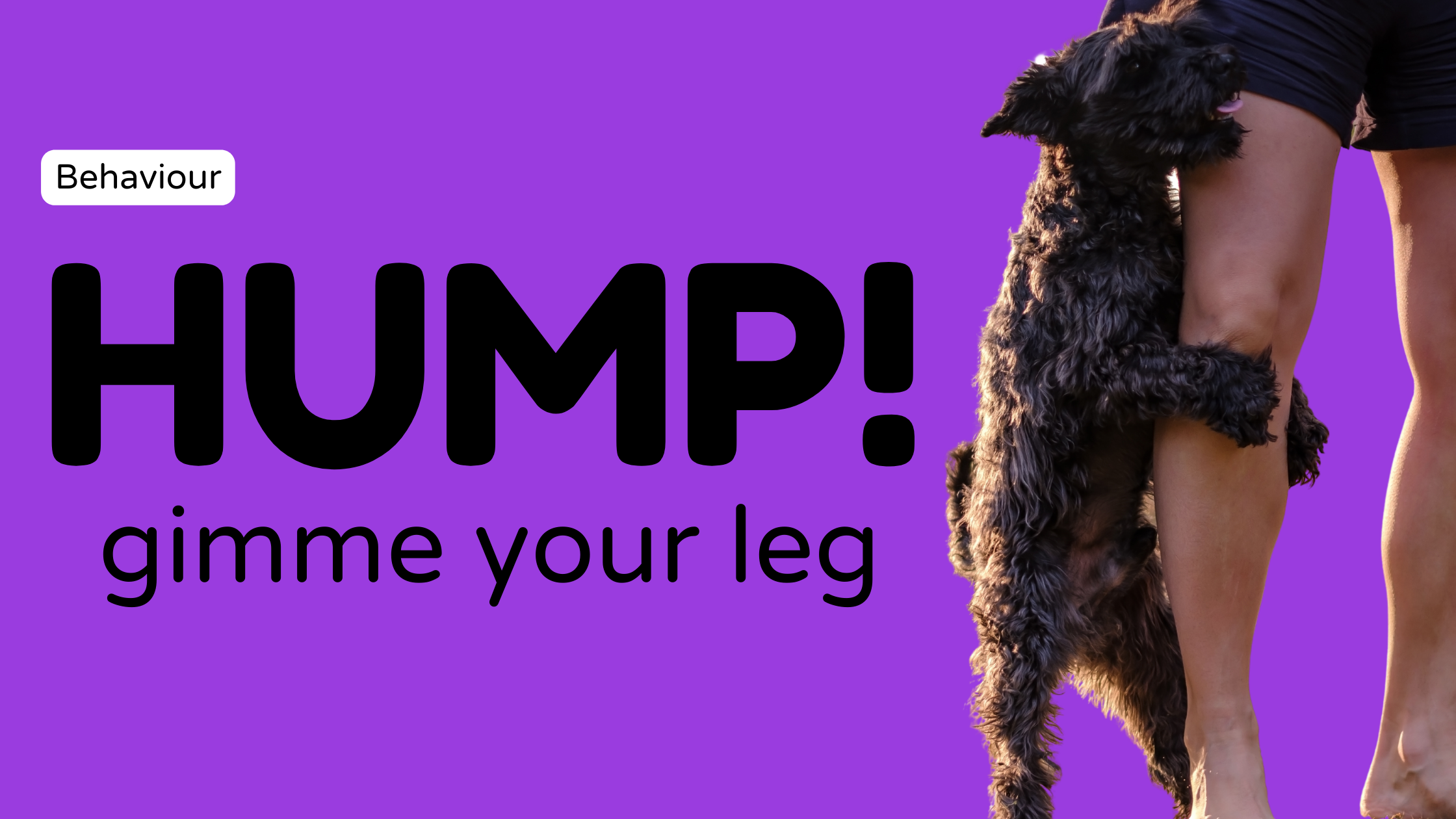 why-does-my-dog-hump-how-to-stop-it