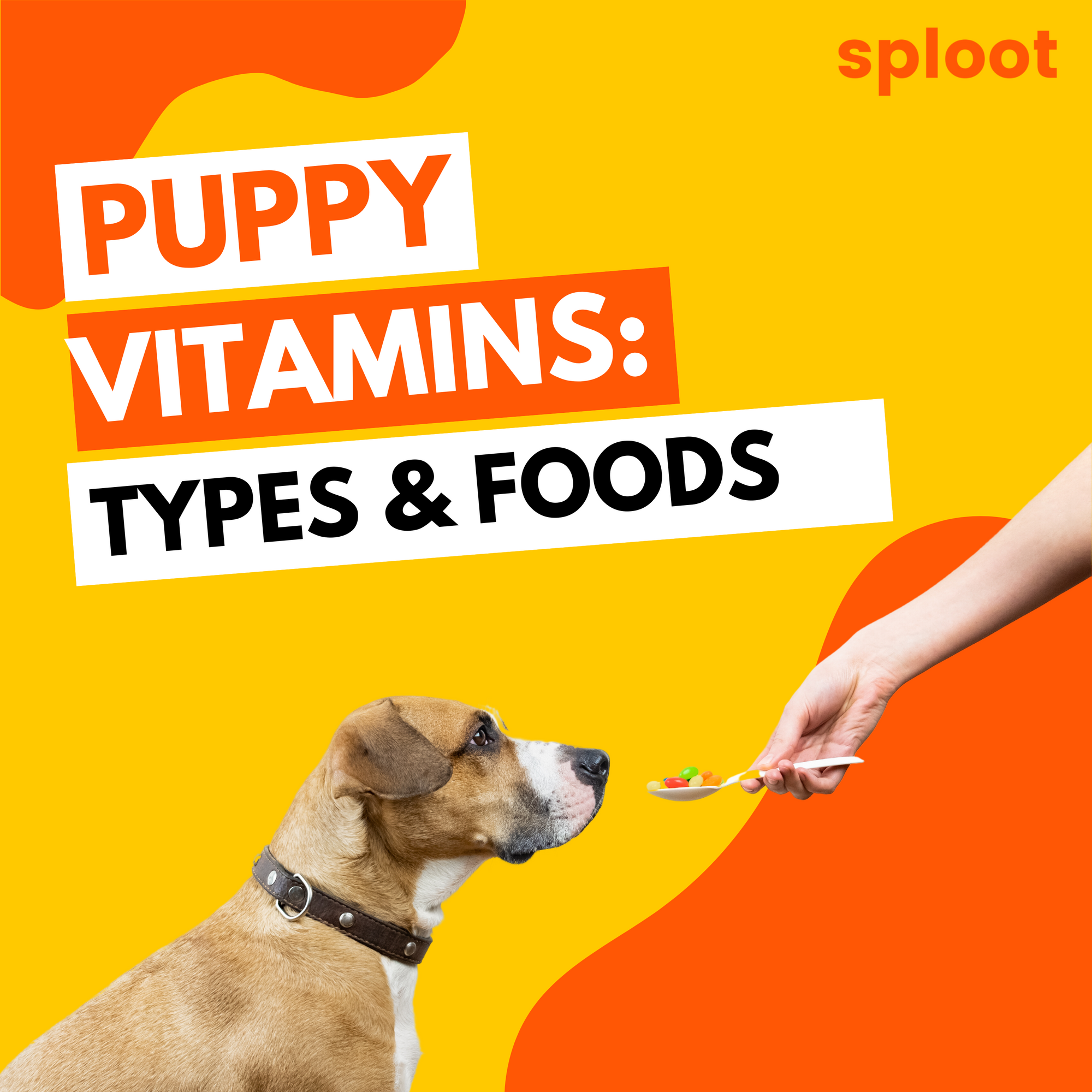 https://blog.sploot.space/content/images/2023/08/Puppy-Vitamins.png