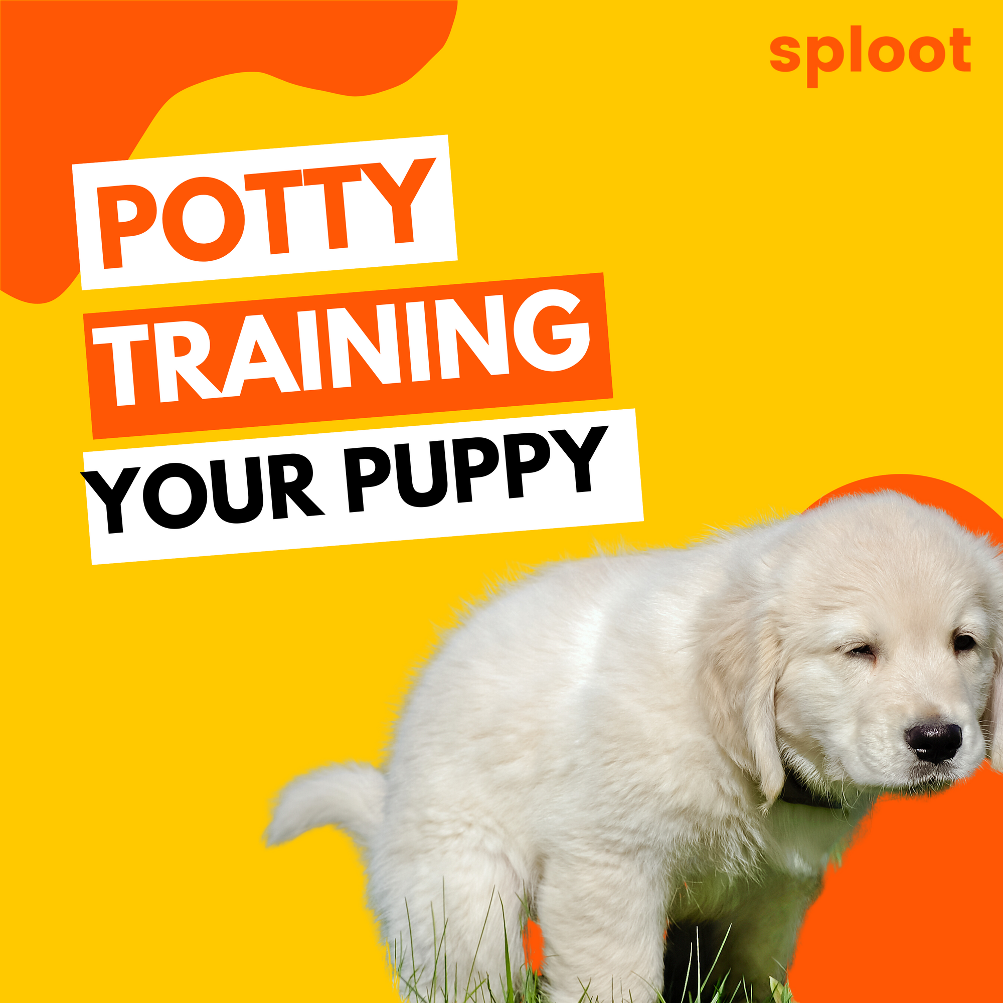 Steps to potty training a clearance puppy