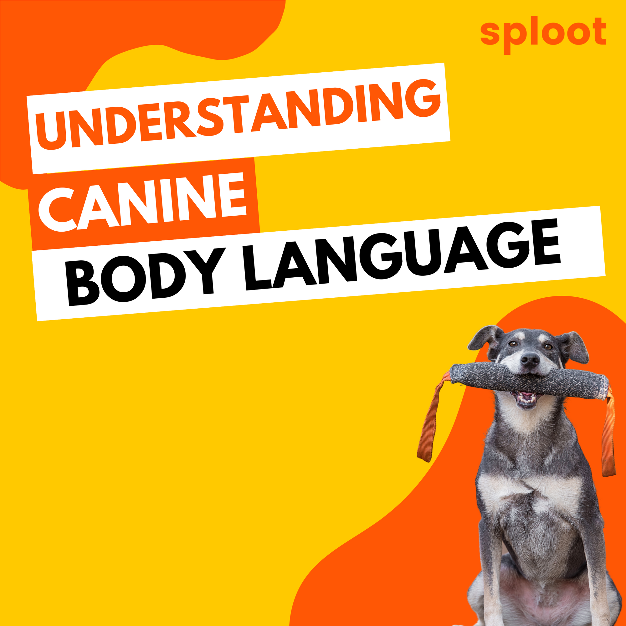 understanding-canine-body-language