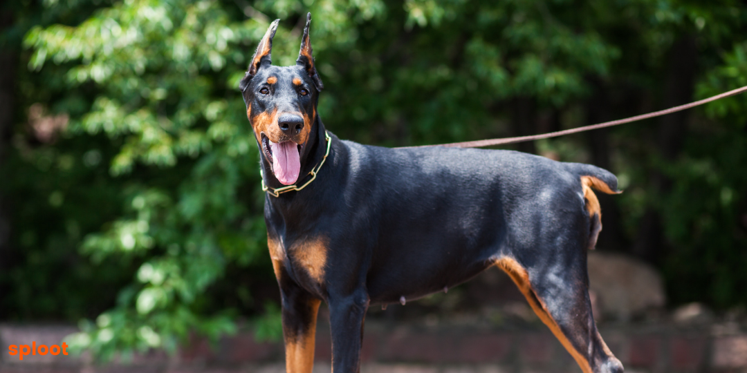 Best Guard Dogs: Breeds That Offer Top-Notch Protection
