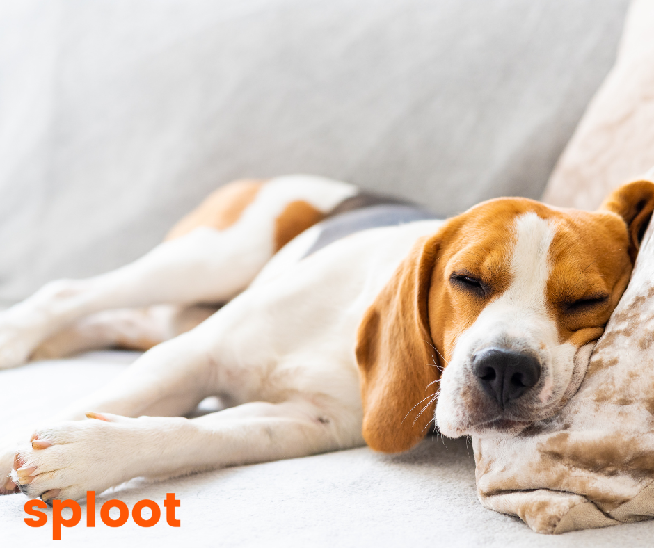 How to make your dog sleep?