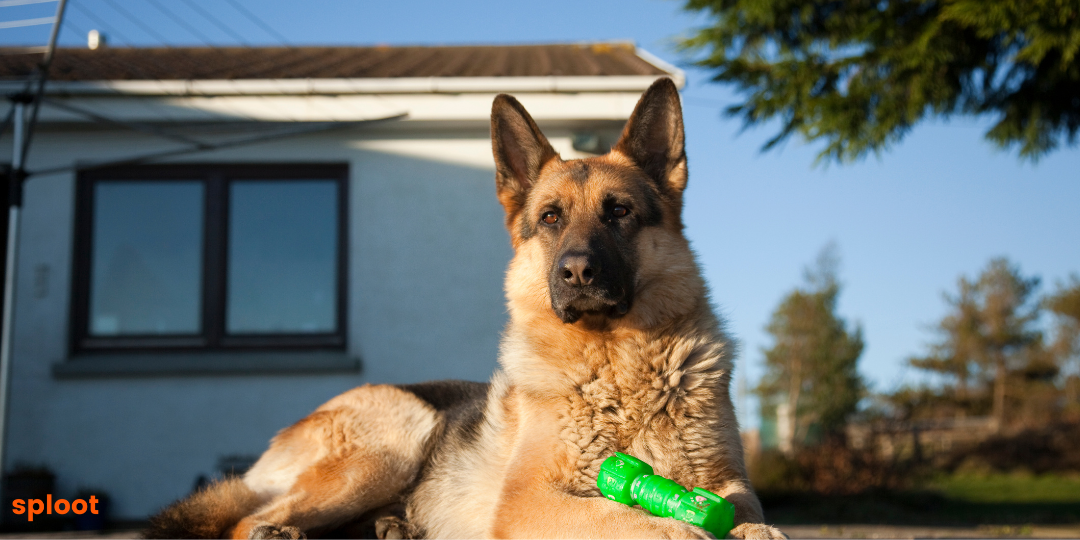 Best Guard Dogs: Breeds That Offer Top-Notch Protection