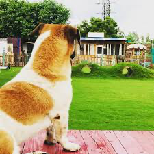 Top 8 Pet Friendly Cafes in Delhi