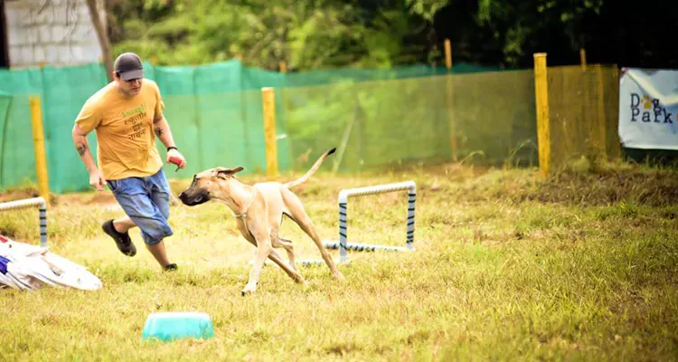 10 Best Dog Friendly Parks in Bangalore