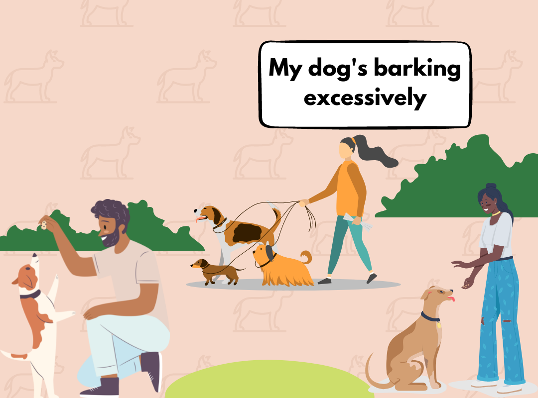 How to stop your dog from barking excessively