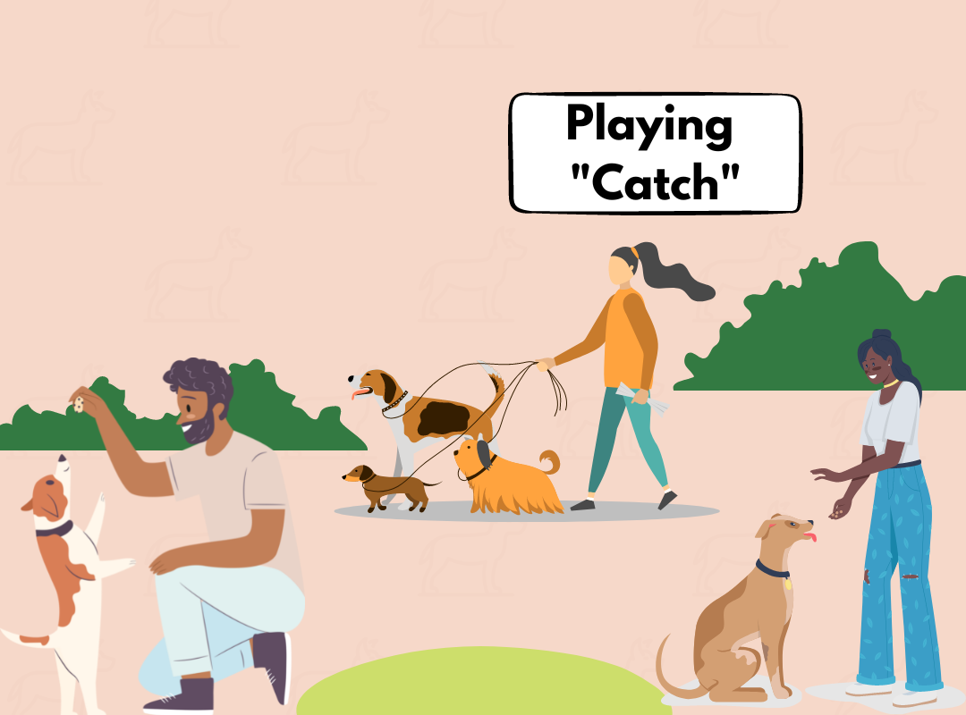 Dog friendly game: Catch