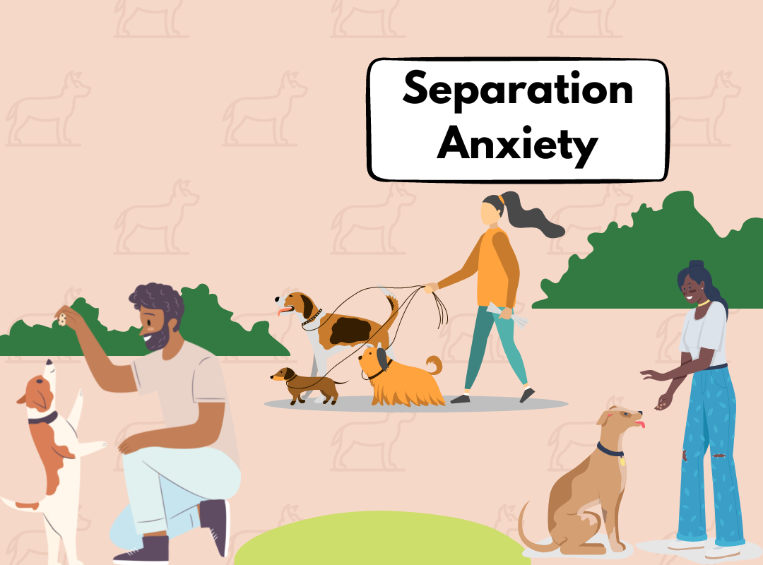 What is separation anxiety in dogs?