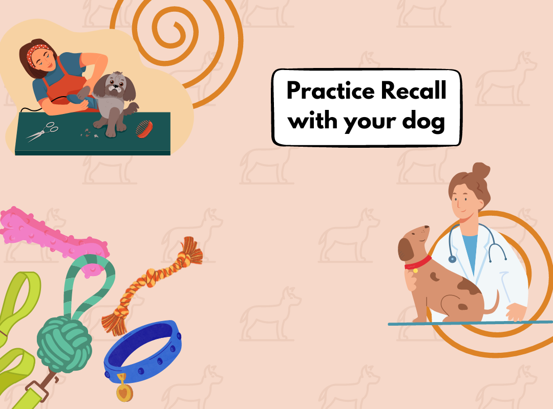 Dog friendly game: Practice Recall