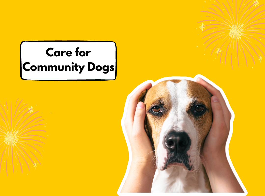 Community Dogs and Diwali