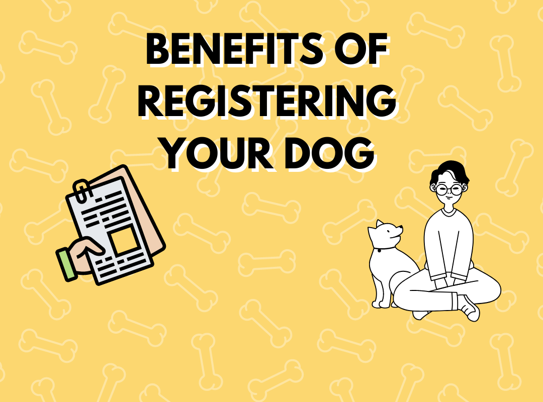 What are the advantages of getting my dog registered?