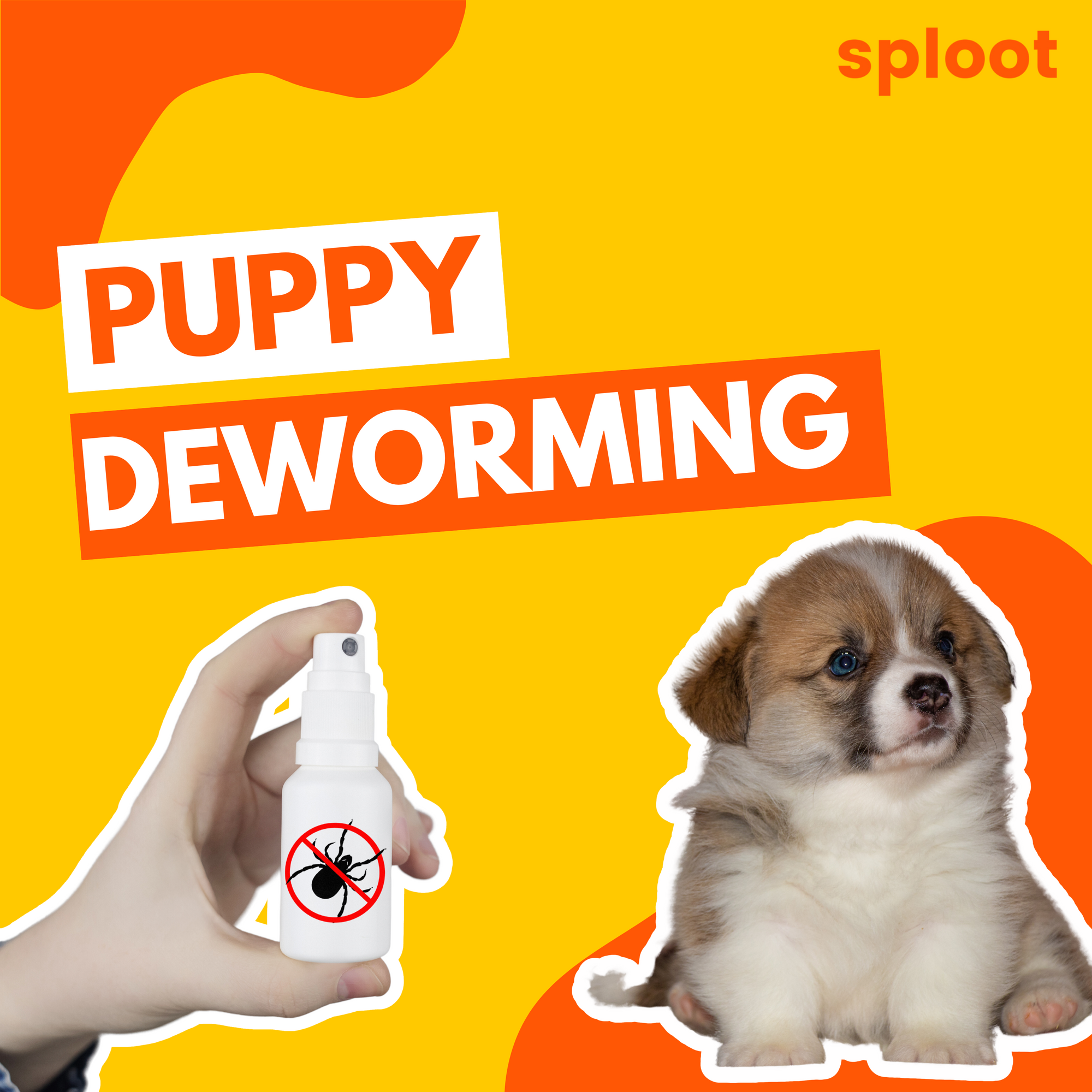 Puppy Deworming: Schedule and First-Time Experience