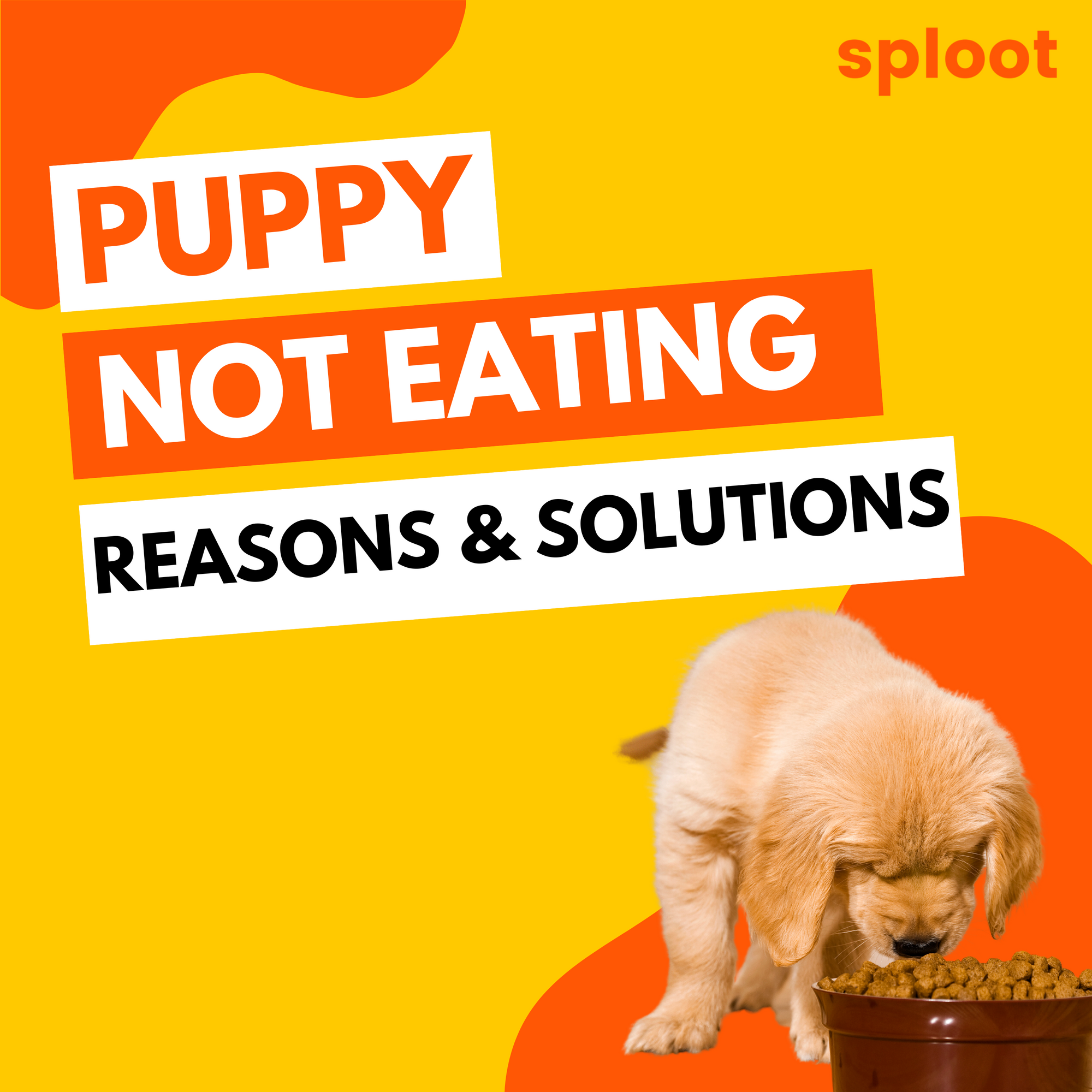Puppy Not Eating: Reasons & Solutions