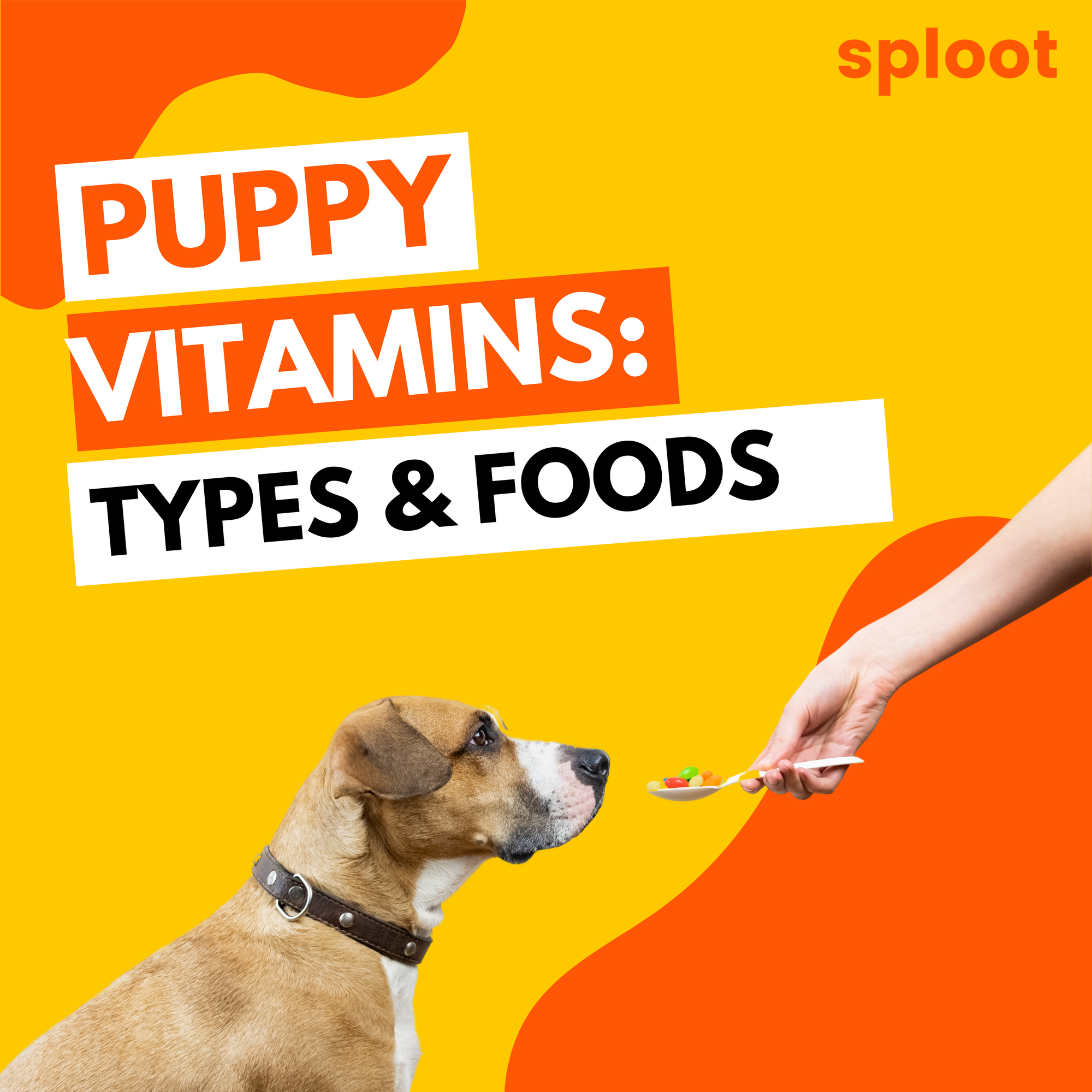 Puppy Vitamins: Types & Foods