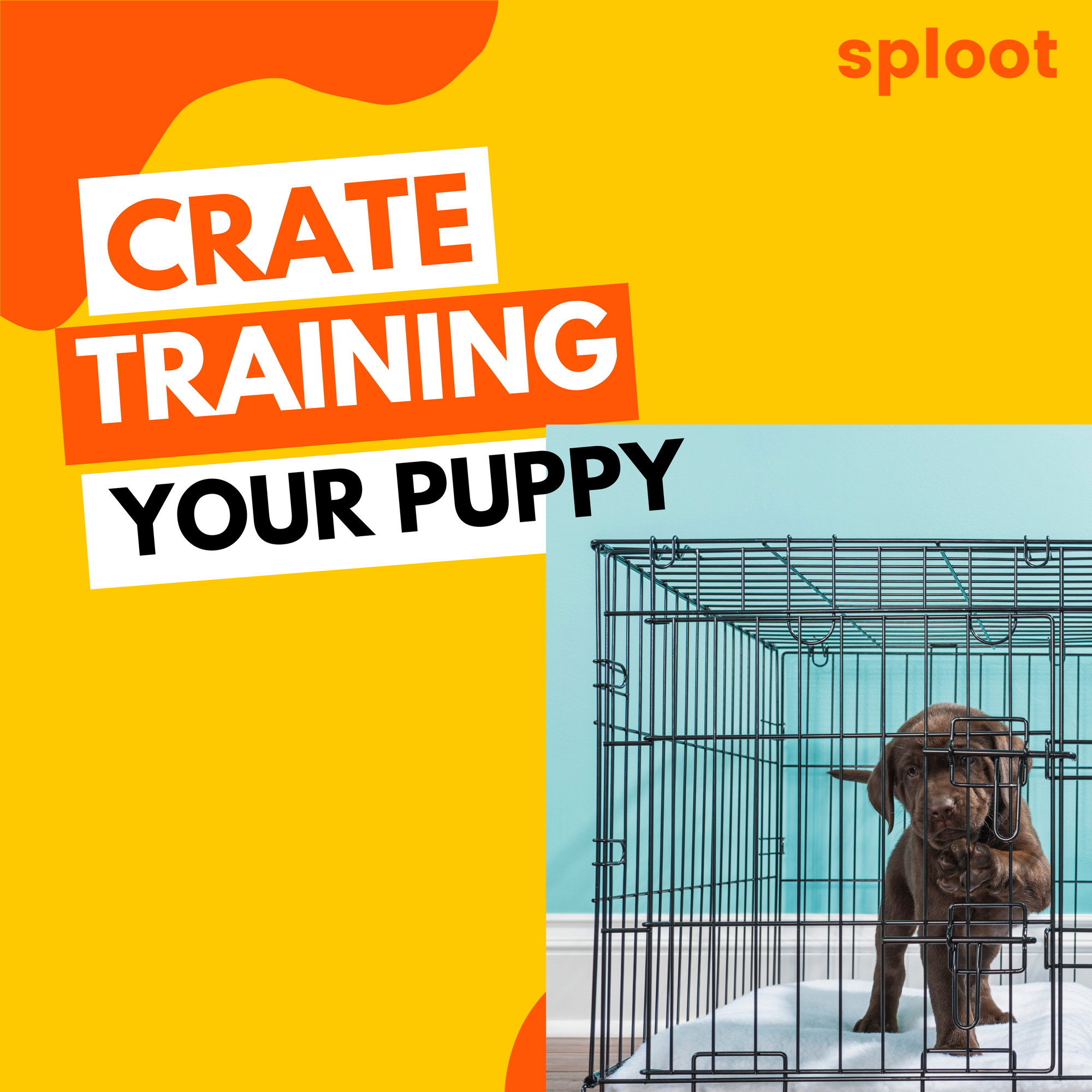 7 Benefits Of Crate Training A Puppy With Steps