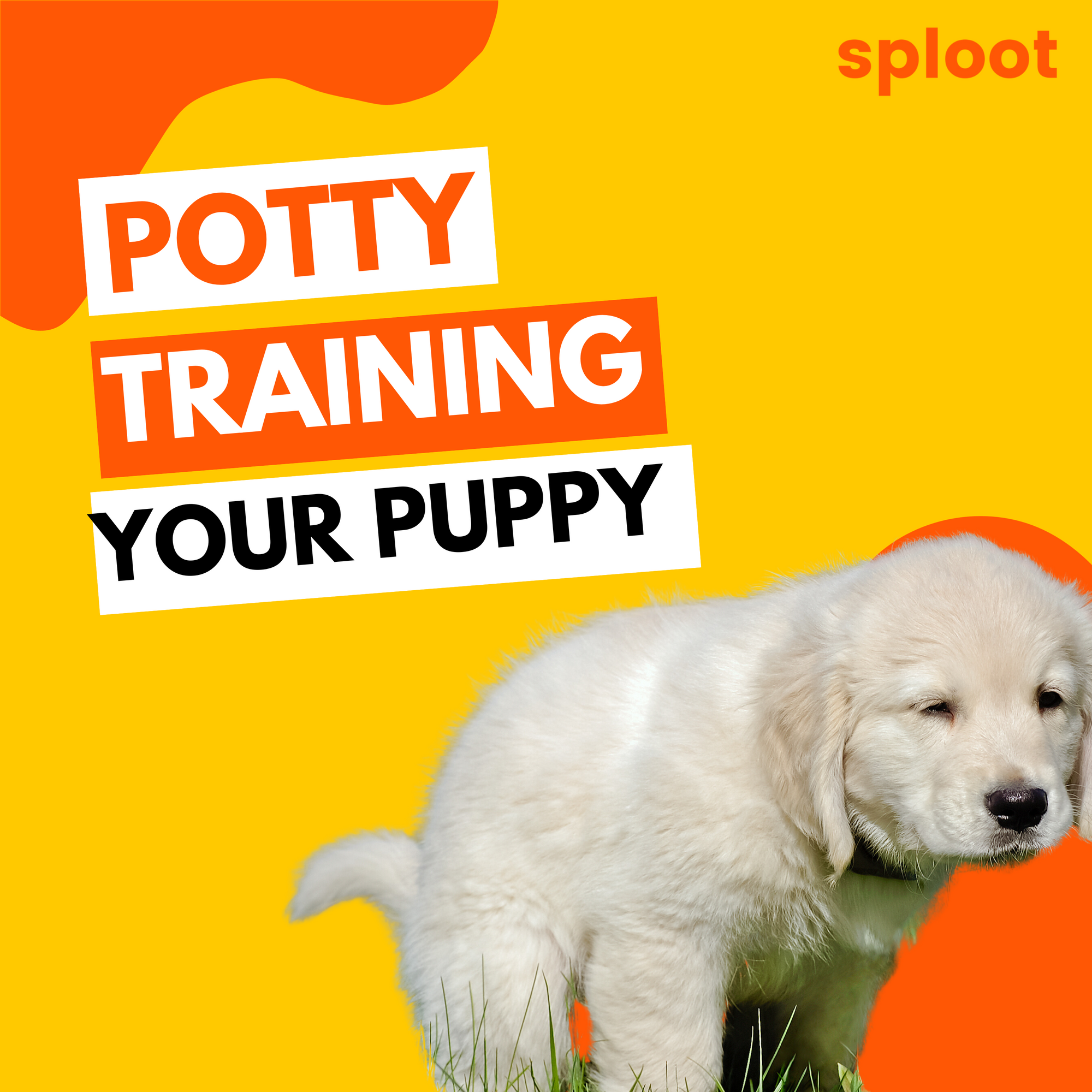 7 Easy Steps To Potty Train Your Puppy In 7 Days