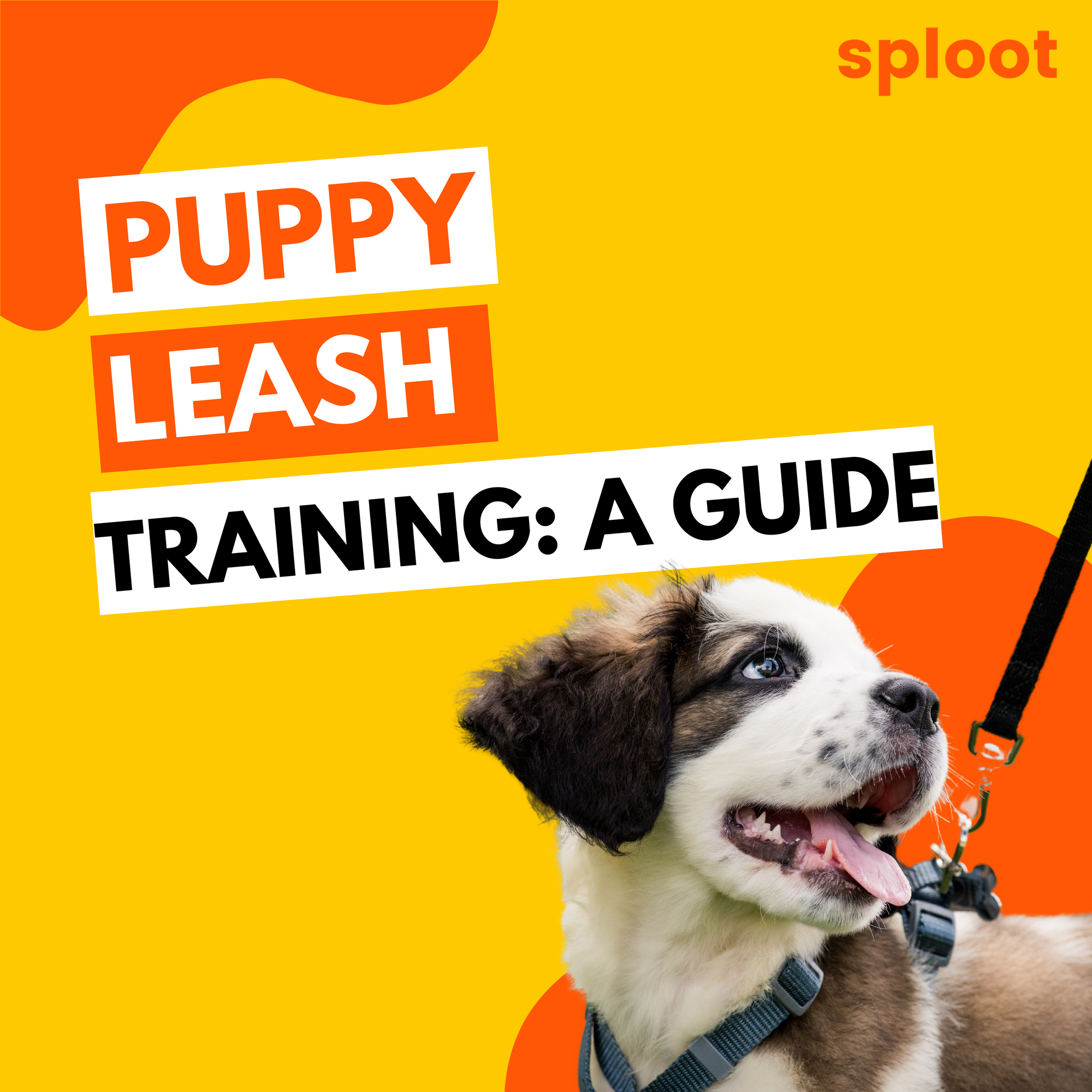 Puppy Leash Training: A Beginner’s Guide