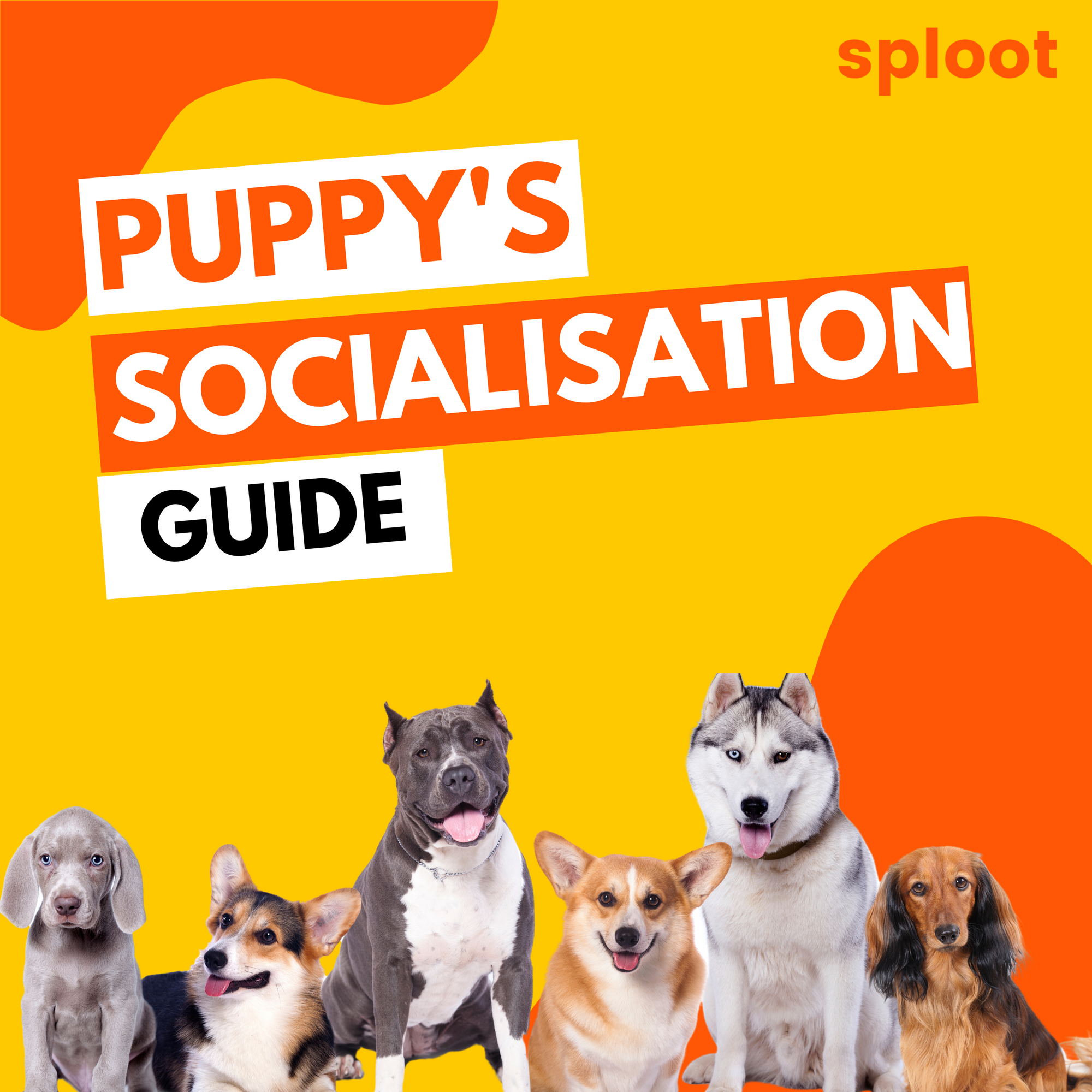 Puppy Socialization Guide