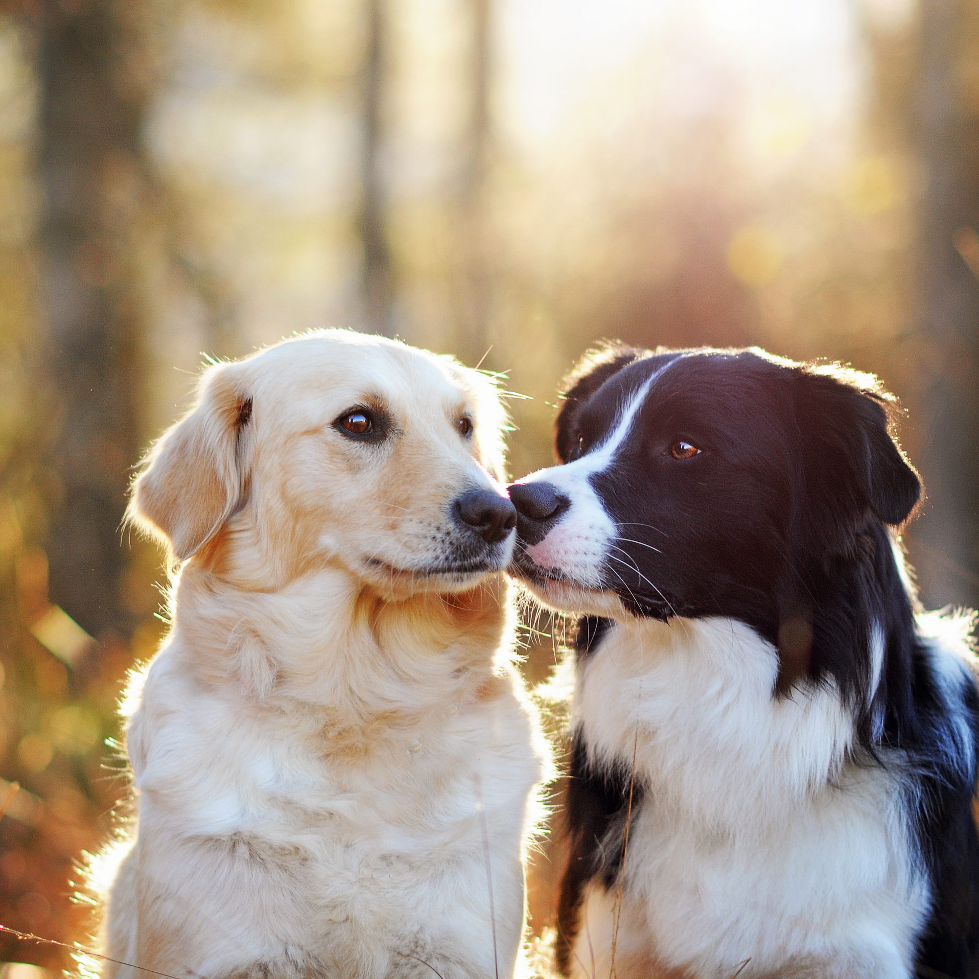 The Role of Socialization in Dog Walking: Meeting Other Dogs Safely