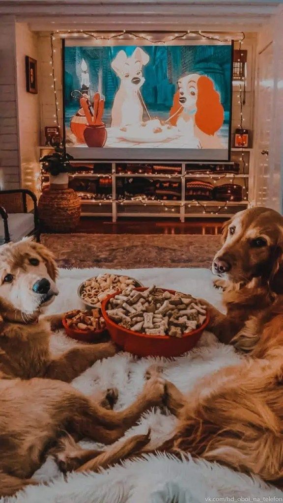 Barkbusters: Top Dog Movies to Fetch and Watch