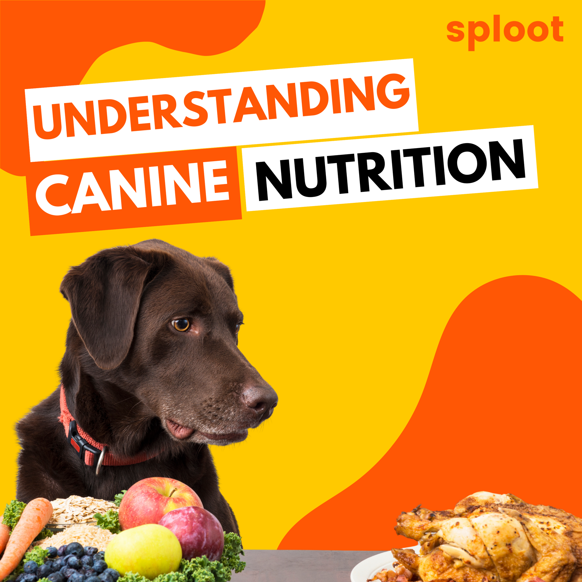 Proportional Food Requirements for Puppies at Different Life Stages