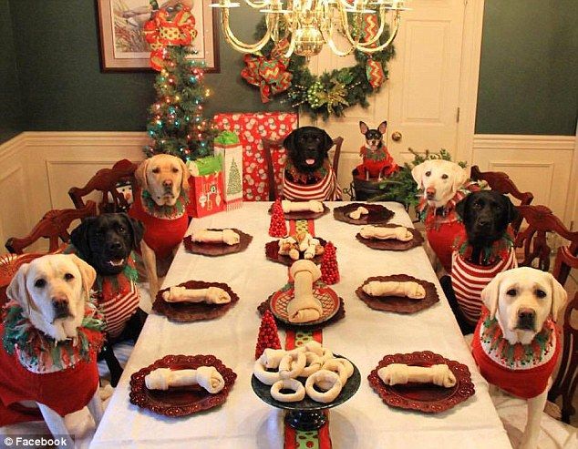 Christmas Canine Cuisine: 5 Irresistible Recipes for Your Dog