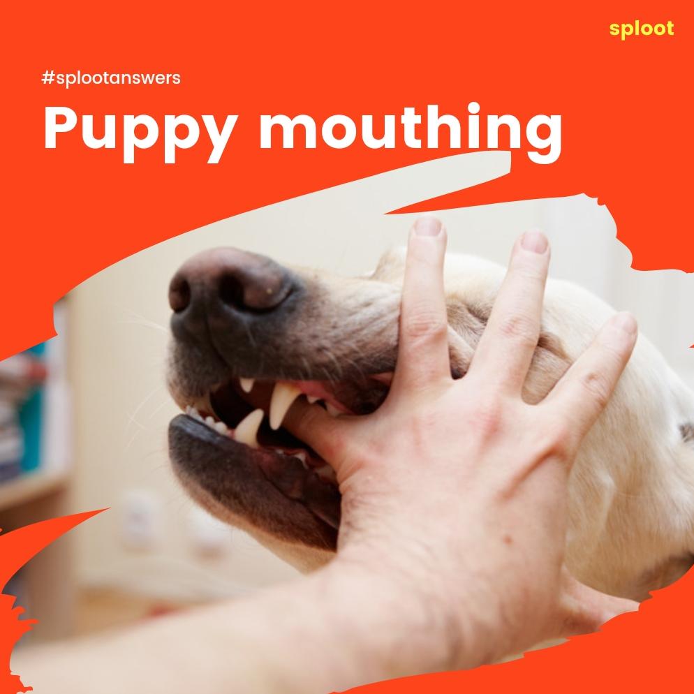 Puppy Mouthing: How Do I Stop It