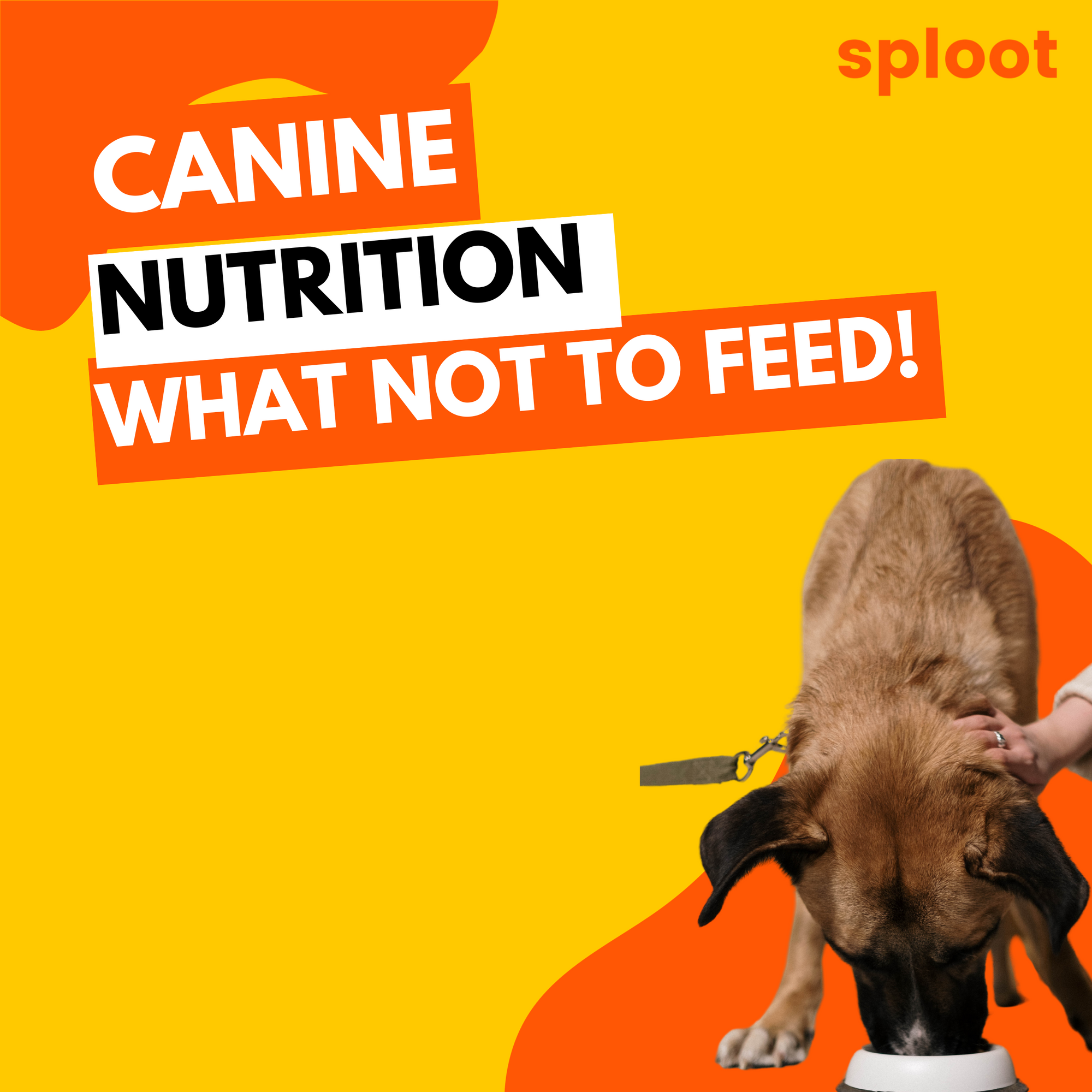 Canine Nutrition: Foods To Avoid