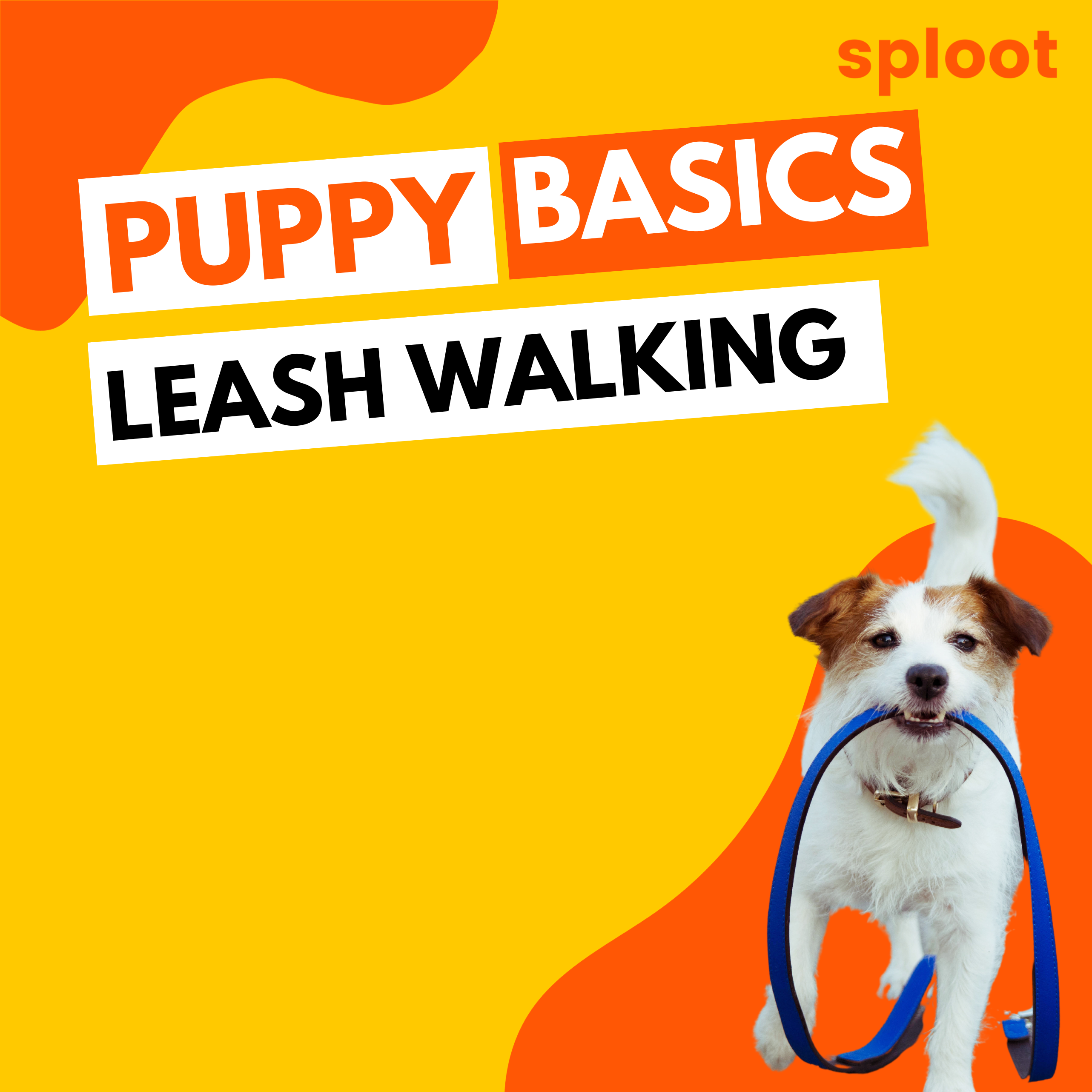 Mastering Leash Walking with Your Dog