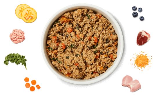 Pawsitively Healthy: Embracing a Nutrient-Packed Diet for Your Dog in the New Year 🐾🌱