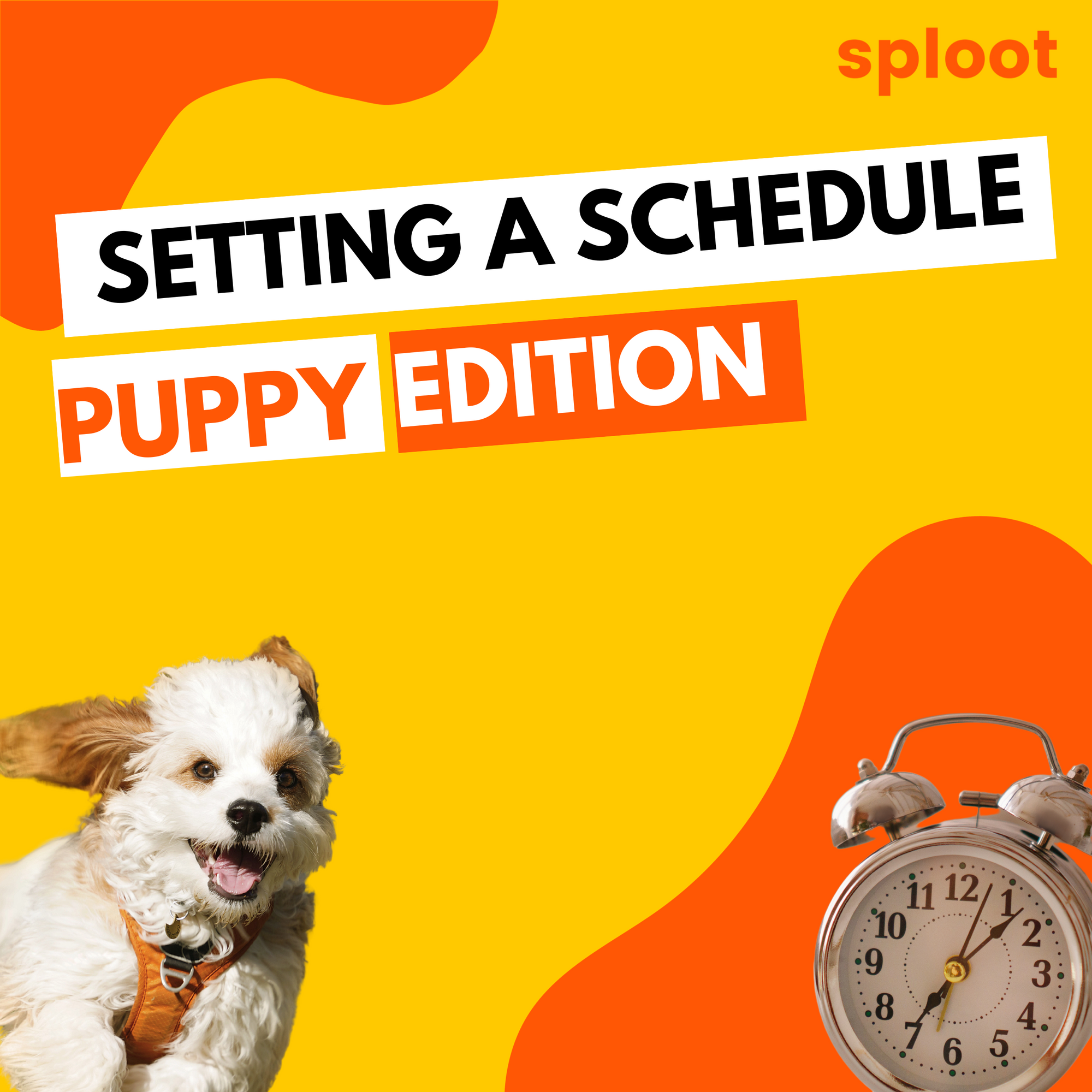 Setting a Schedule for Your Pet