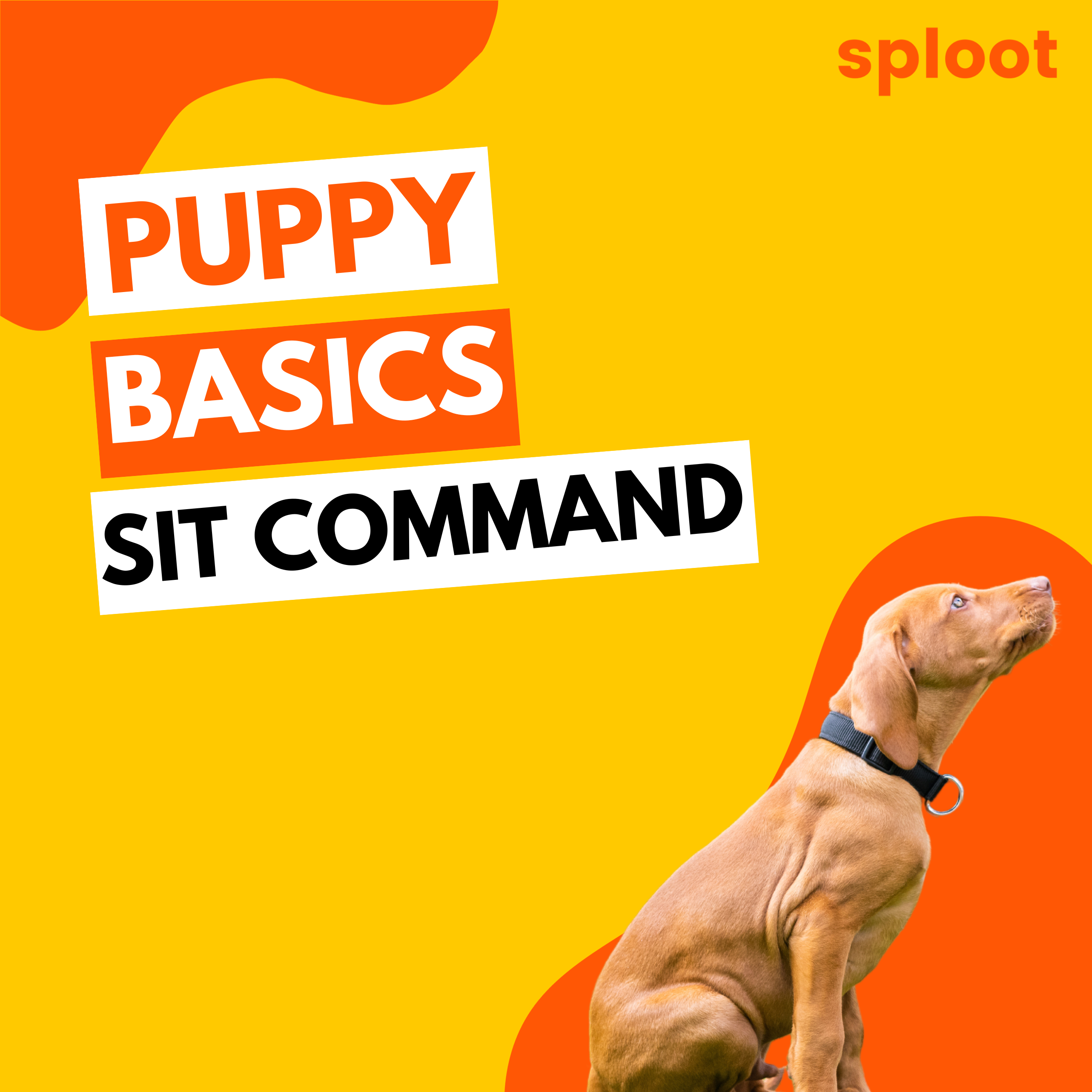 Teaching Commands: Sit Command