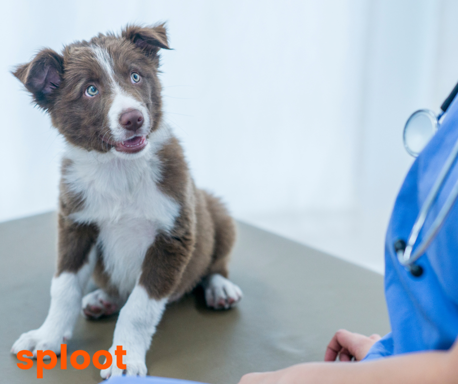What is Canine Parvo Virus in Dogs?