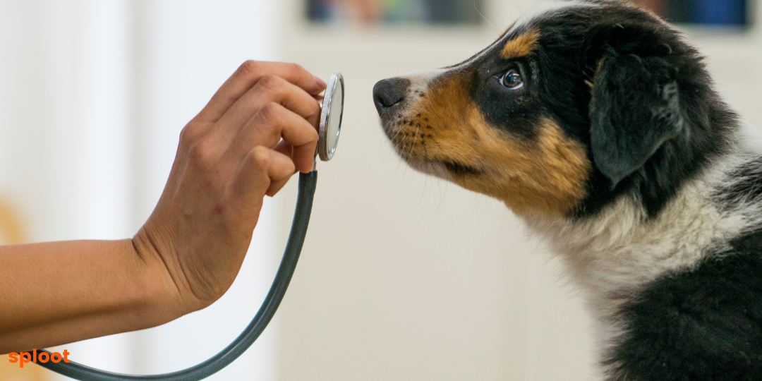 What is distemper in dogs?