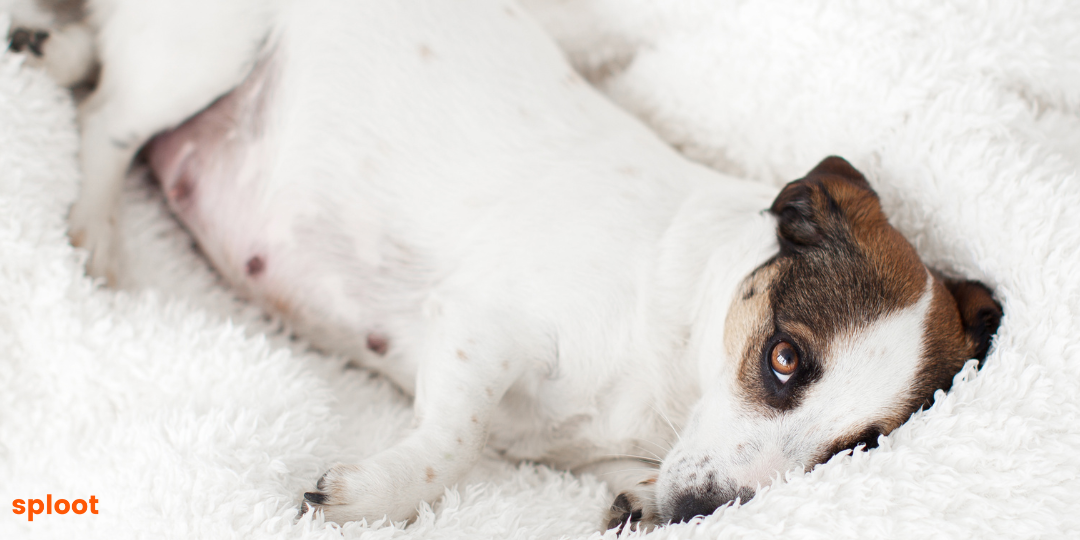 Tips for Dog Pregnancy Care and Preparation