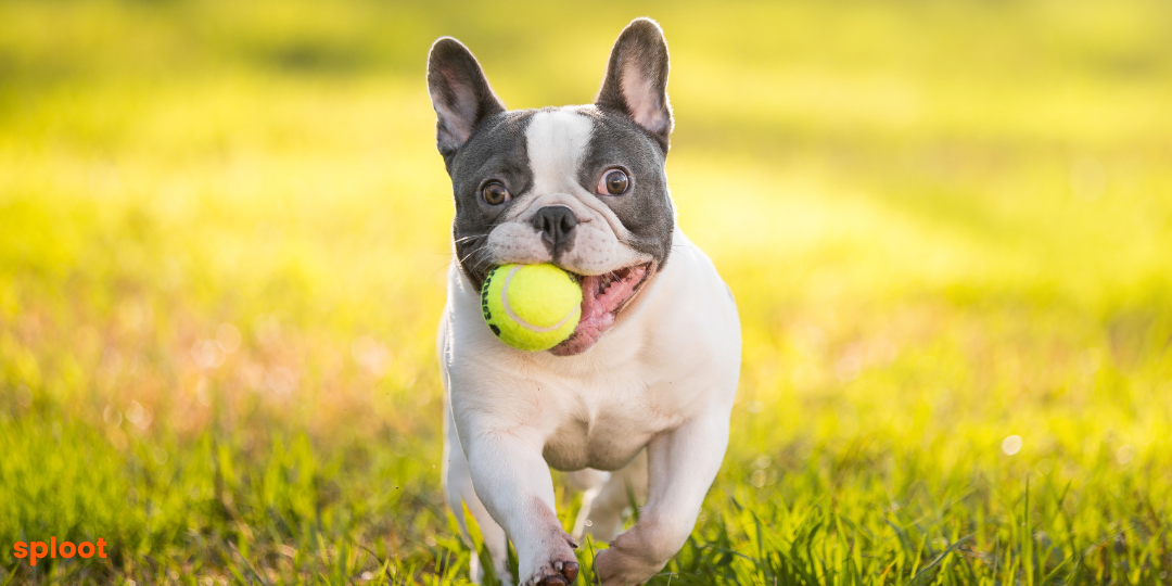 Everything a French Bulldog dog breed must know
