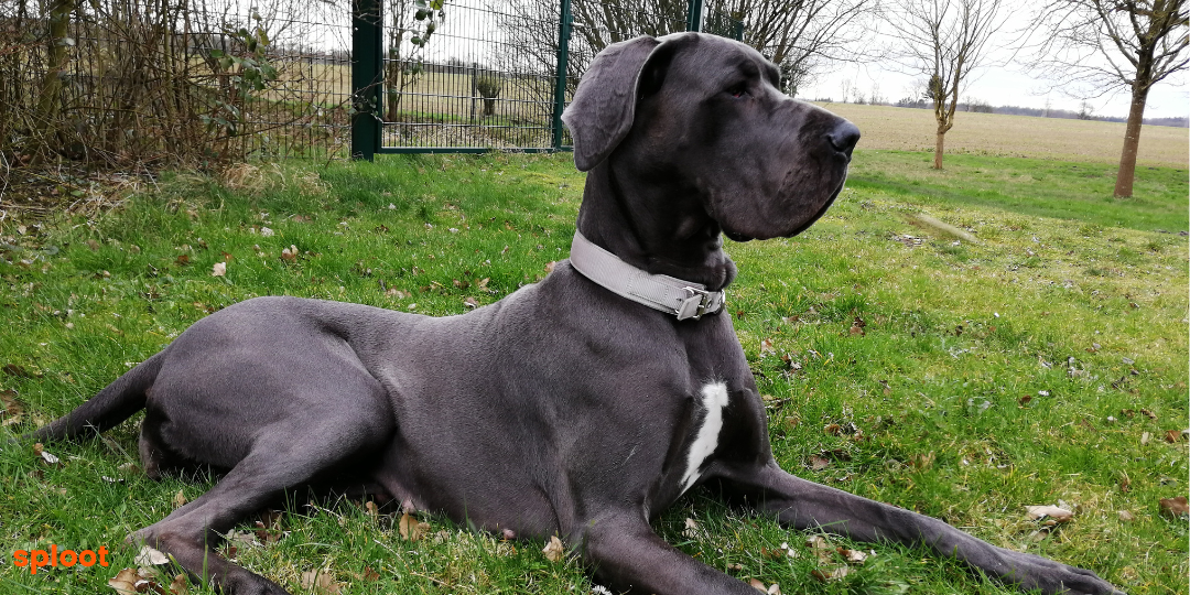 Everything a Great Dane dog breed parent must know