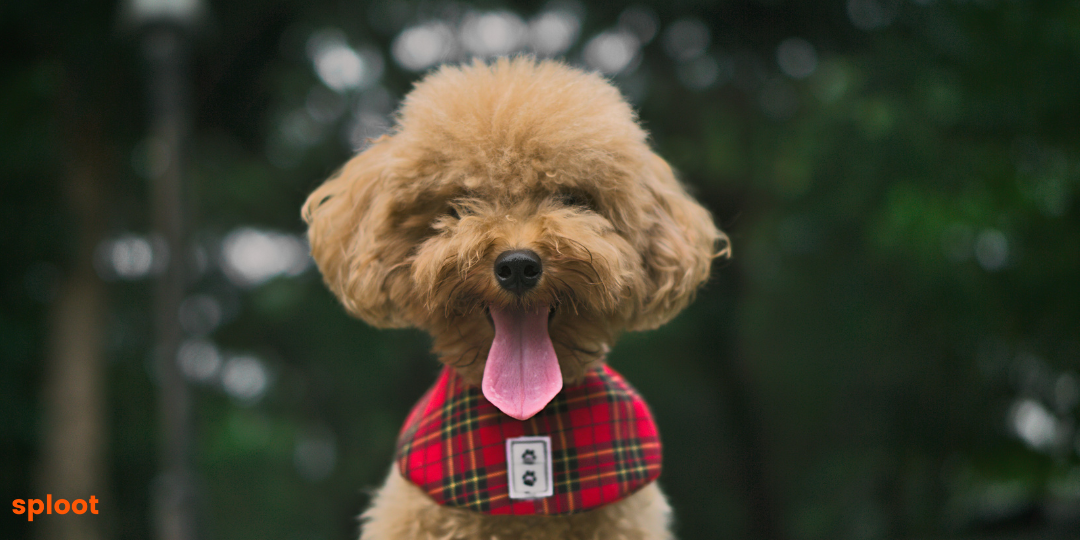 Everything a Toy Poodle dog breed parent must know