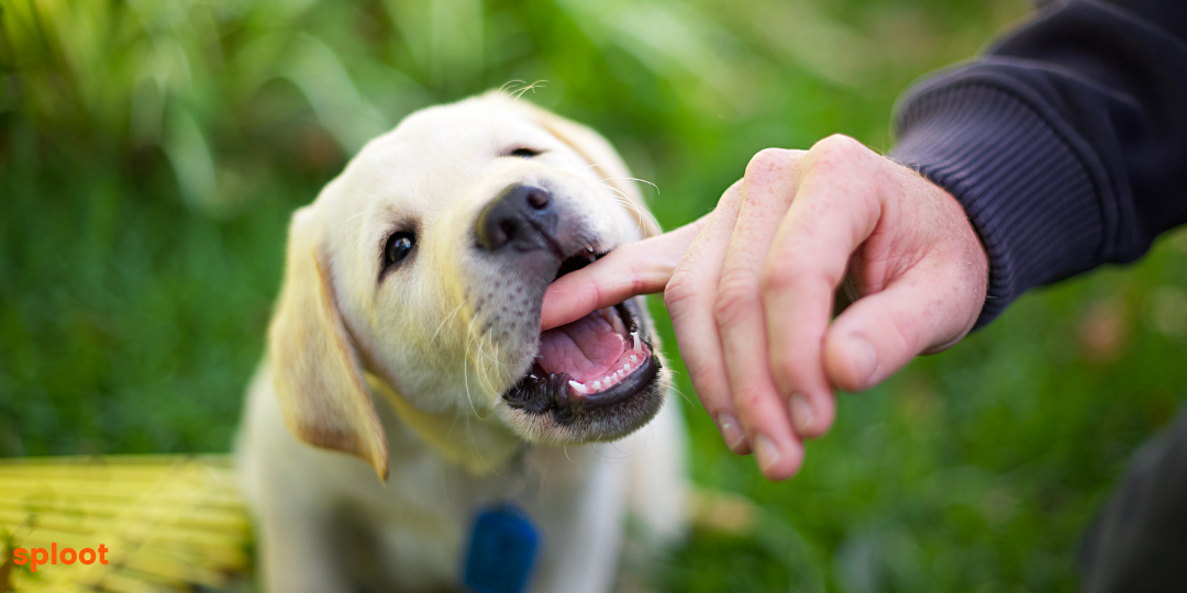 How to Stop Puppy Biting: Say hello to bite-free puppyhood