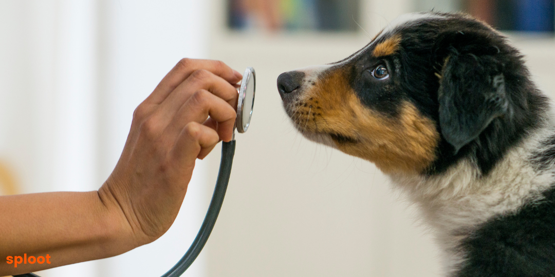 Signs that Your Dog Needs to See the Vet: When to Seek Professional Help