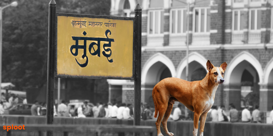A Comprehensive Guide to Dog Licenses and Registration in Mumbai