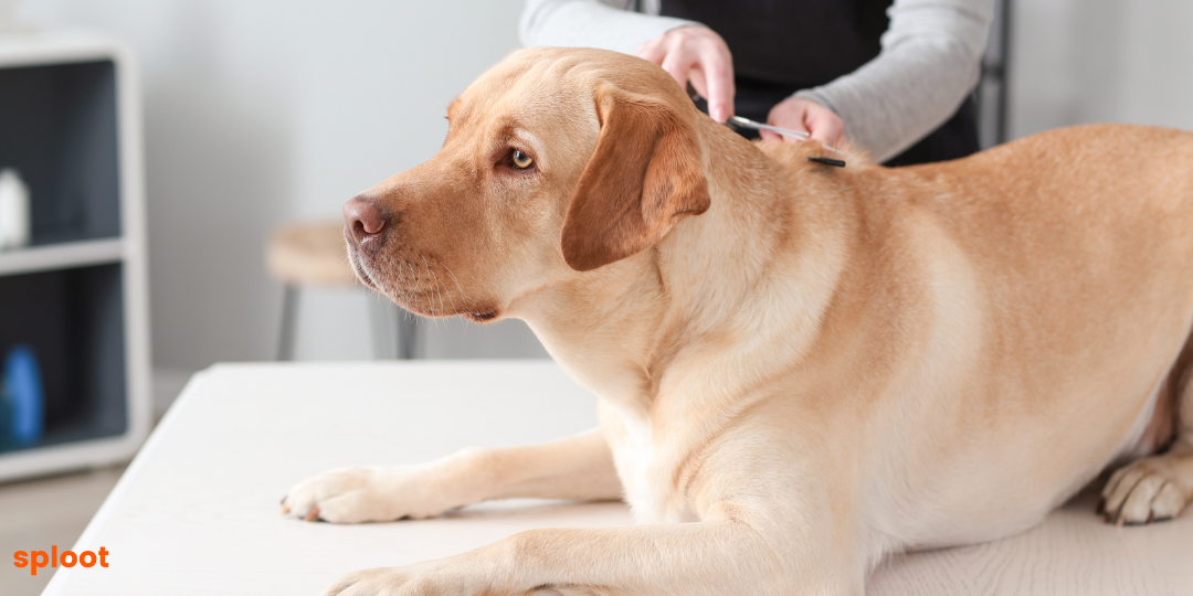 Labrador Grooming 101: Coat Care and Maintenance