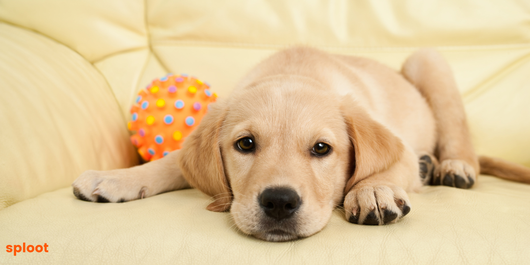 Labrador Puppy Care: Tips for Raising a Happy and Healthy Pup