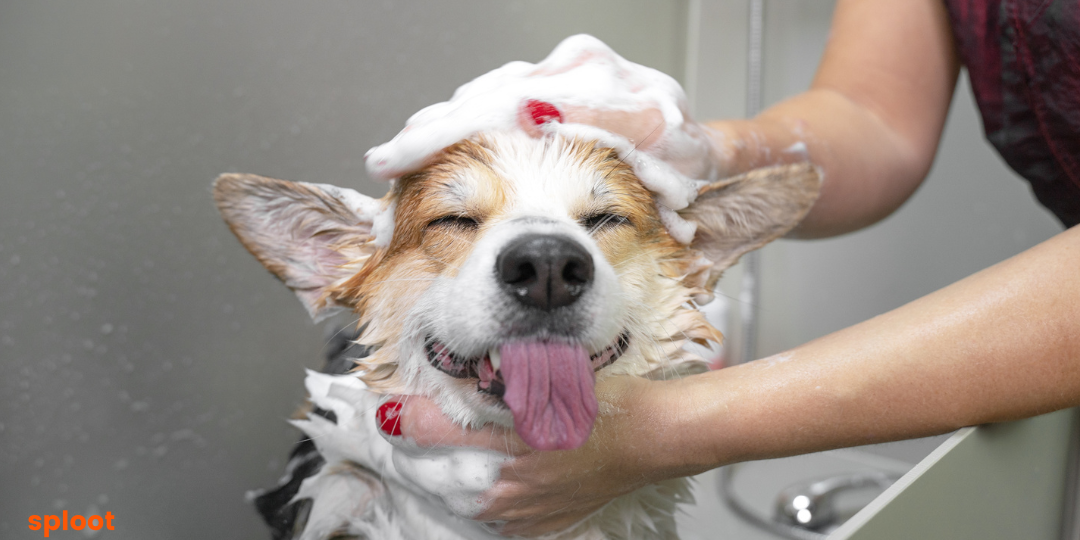 Grooming for Dogs with Skin Allergies: Tips for Sensitive Skin