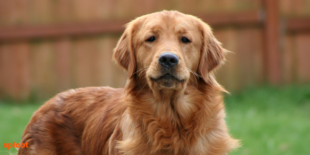 A golden retriever sitting on the grass.