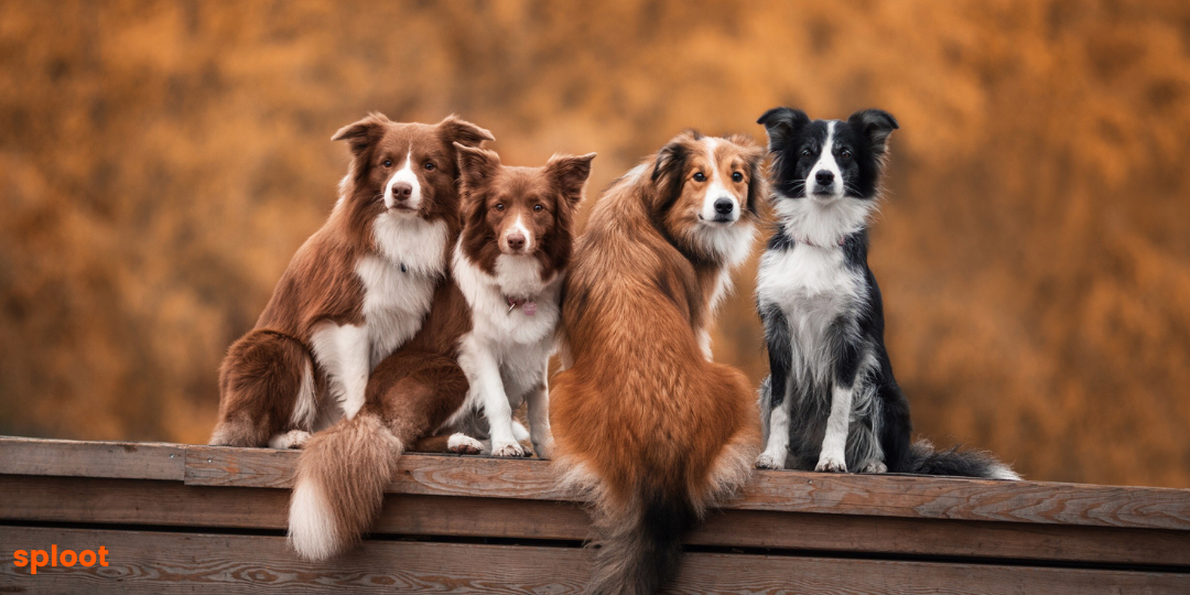 Understanding the Diverse Appearance of Indie Dogs: Coat Colors and Traits