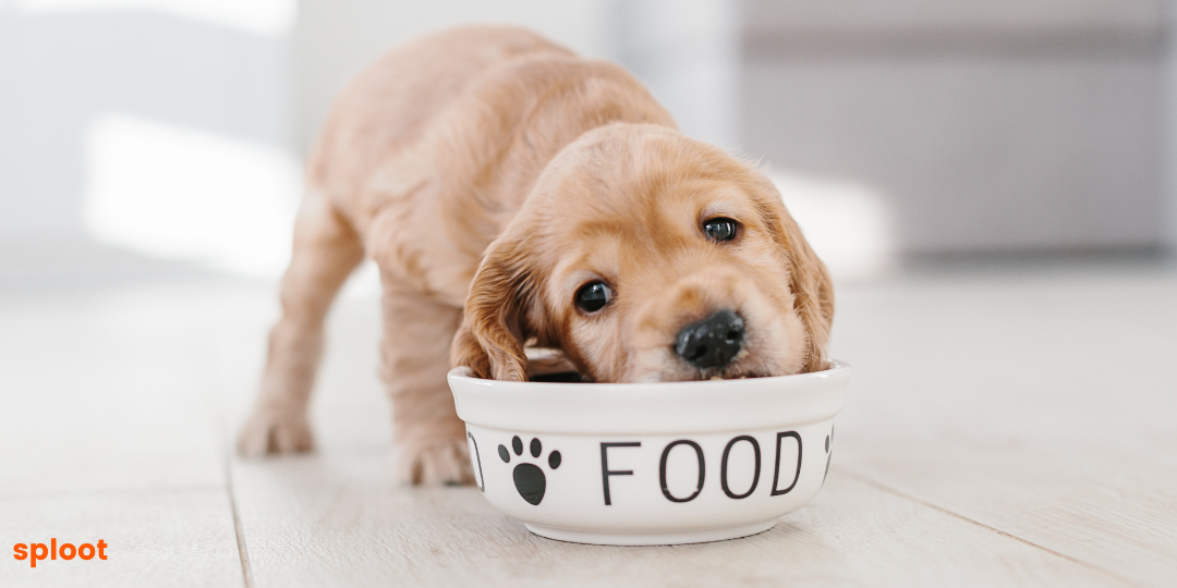 The Benefits of Wet Dog Food over Dry Dog Food