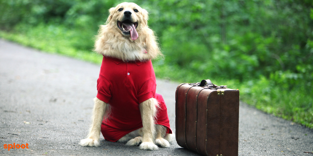 Traveling with Your Golden Retriever: Tips for a Stress-Free Trip