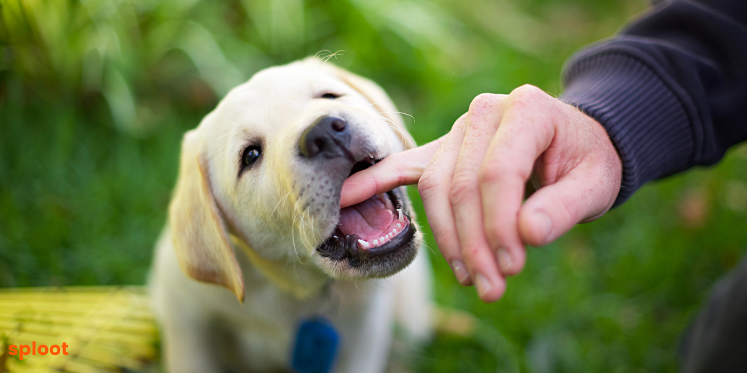 Labrador Retrievers and Kids: A Perfect Family Dog?