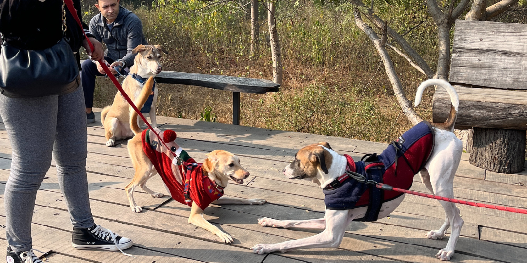 Bark in the Park: The Canine Adventures of a Dog Parent in Aravali Biodiversity Park, Gurgaon